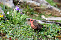 Red-breasted Rosefinch